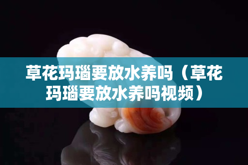 草花玛瑙要放水养吗（草花玛瑙要放水养吗视频）