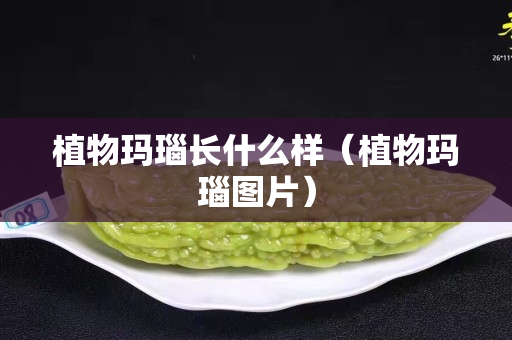 植物玛瑙长什么样（植物玛瑙图片）