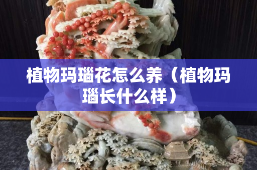 植物玛瑙花怎么养（植物玛瑙长什么样）