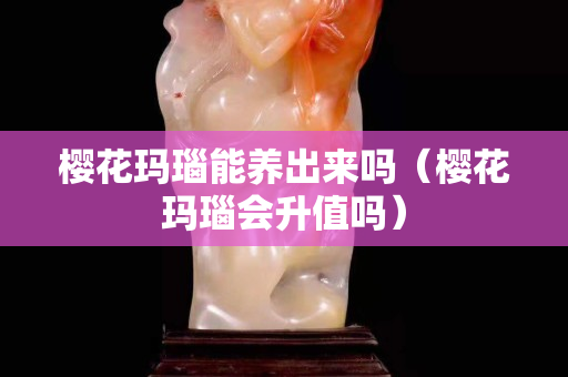 樱花玛瑙能养出来吗（樱花玛瑙会升值吗）
