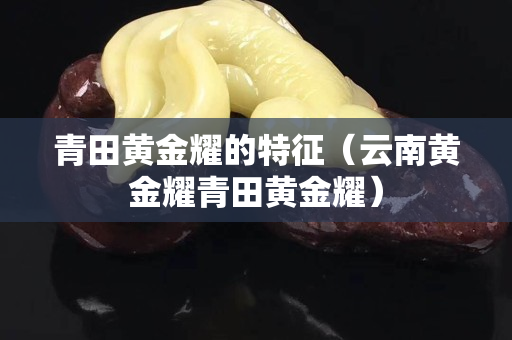 青田黄金耀的特征（云南黄金耀青田黄金耀）
