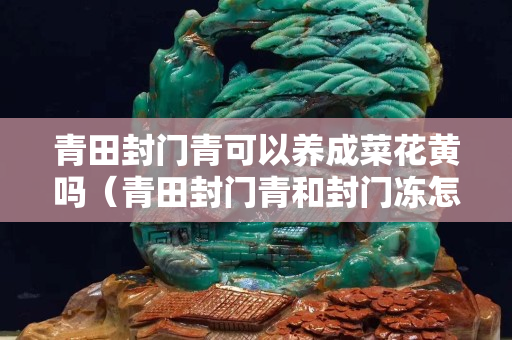 青田封门青可以养成菜花黄吗（青田封门青和封门冻怎么区分）