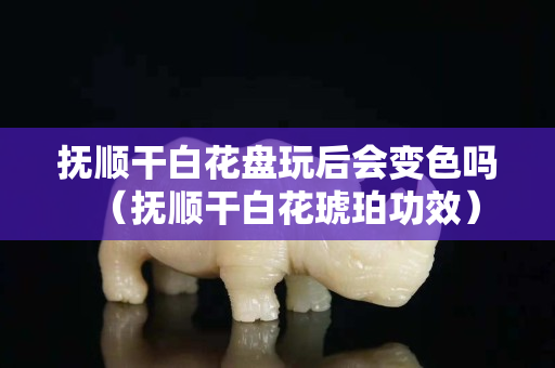 抚顺干白花盘玩后会变色吗（抚顺干白花琥珀功效）