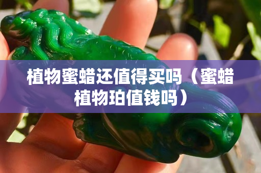 植物蜜蜡还值得买吗（蜜蜡植物珀值钱吗）