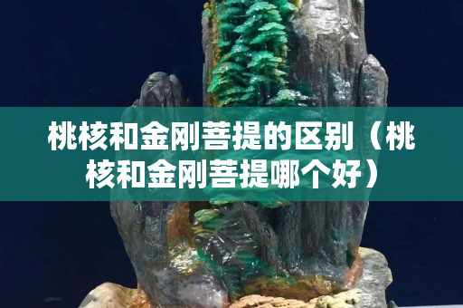 桃核和金刚菩提的区别（桃核和金刚菩提哪个好）