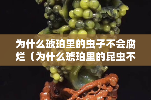 为什么琥珀里的虫子不会腐烂（为什么琥珀里的昆虫不会腐烂）