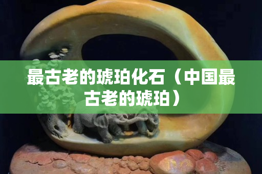 最古老的琥珀化石（中国最古老的琥珀）