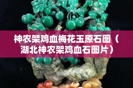 神农架鸡血梅花玉原石图（湖北神农架鸡血石图片）