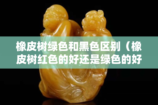 橡皮树绿色和黑色区别（橡皮树红色的好还是绿色的好？）