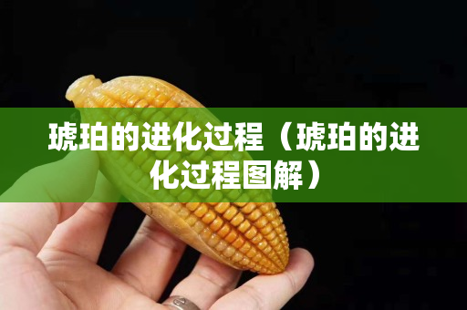 琥珀的进化过程（琥珀的进化过程图解）