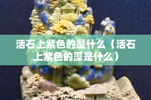 活石上紫色的是什么（活石上紫色的藻是什么）