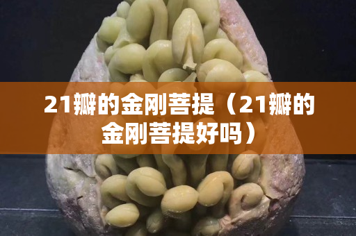 21瓣的金刚菩提（21瓣的金刚菩提好吗）