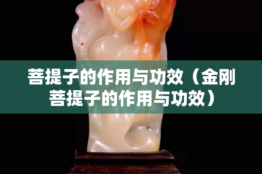 菩提子的作用与功效（金刚菩提子的作用与功效）