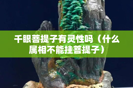 千眼菩提子有灵性吗（什么属相不能挂菩提子）