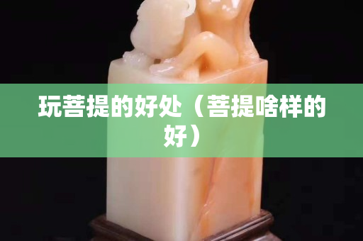 玩菩提的好处（菩提啥样的好）