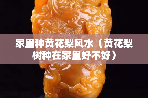 家里种黄花梨风水（黄花梨树种在家里好不好）