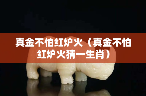 真金不怕红炉火（真金不怕红炉火猜一生肖）