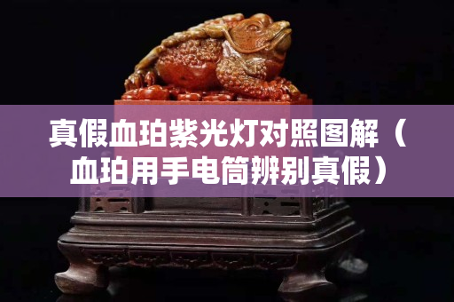 真假血珀紫光灯对照图解（血珀用手电筒辨别真假）
