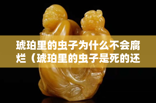 琥珀里的虫子为什么不会腐烂（琥珀里的虫子是死的还是活的）