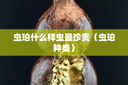 虫珀什么样虫最珍贵（虫珀种类）