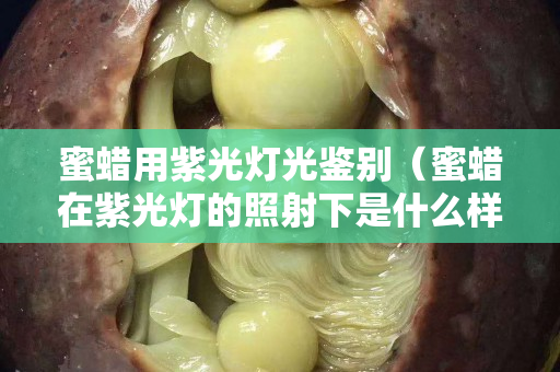 蜜蜡用紫光灯光鉴别（蜜蜡在紫光灯的照射下是什么样子的）