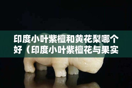 印度小叶紫檀和黄花梨哪个好（印度小叶紫檀花与果实）