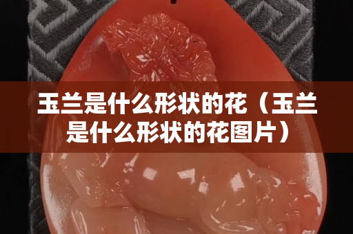 玉兰是什么形状的花（玉兰是什么形状的花图片）