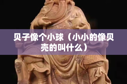 贝子像个小球（小小的像贝壳的叫什么）