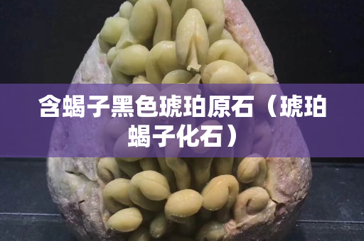 含蝎子黑色琥珀原石（琥珀蝎子化石）