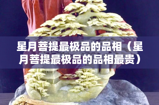 星月菩提最极品的品相（星月菩提最极品的品相最贵）