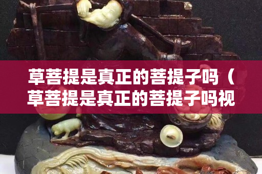 草菩提是真正的菩提子吗（草菩提是真正的菩提子吗视频）
