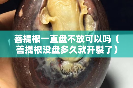 菩提根一直盘不放可以吗（菩提根没盘多久就开裂了）
