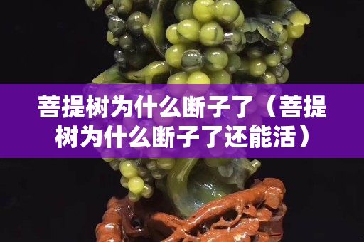 菩提树为什么断子了（菩提树为什么断子了还能活）