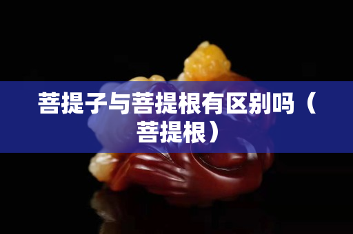 菩提子与菩提根有区别吗（菩提根）