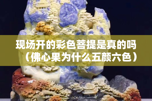 现场开的彩色菩提是真的吗（佛心果为什么五颜六色）