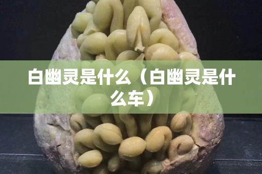 白幽灵是什么（白幽灵是什么车）