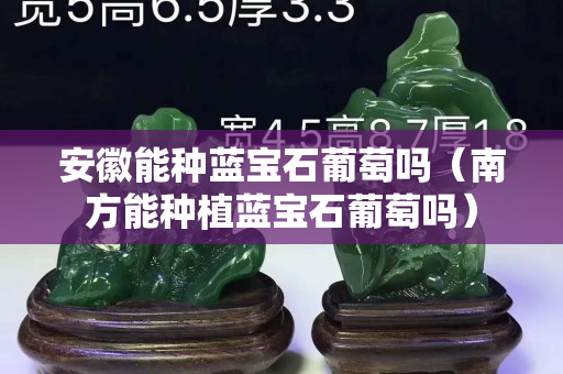 安徽能种蓝宝石葡萄吗（南方能种植蓝宝石葡萄吗）