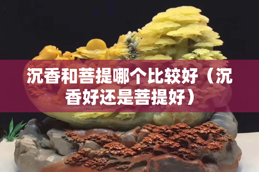 沉香和菩提哪个比较好（沉香好还是菩提好）