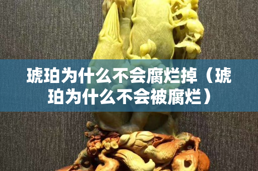 琥珀为什么不会腐烂掉（琥珀为什么不会被腐烂）