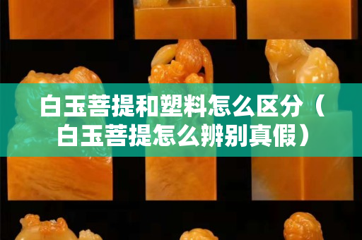 白玉菩提和塑料怎么区分（白玉菩提怎么辨别真假）