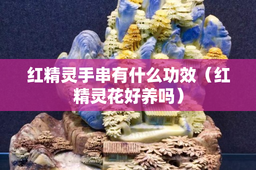 红精灵手串有什么功效（红精灵花好养吗）