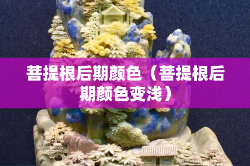 菩提根后期颜色（菩提根后期颜色变浅）