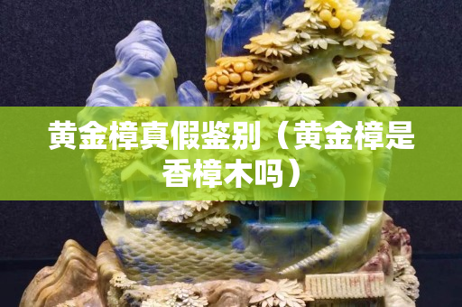 黄金樟真假鉴别（黄金樟是香樟木吗）