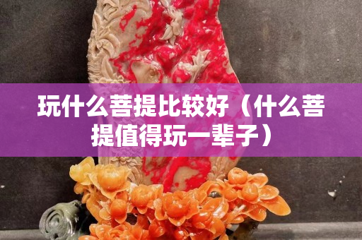 玩什么菩提比较好（什么菩提值得玩一辈子）