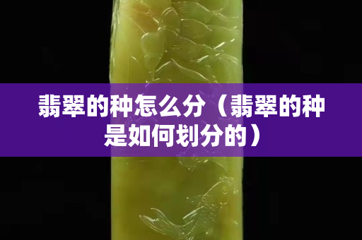 翡翠的种怎么分（翡翠的种是如何划分的）