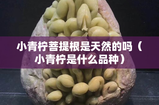 小青柠菩提根是天然的吗（小青柠是什么品种）