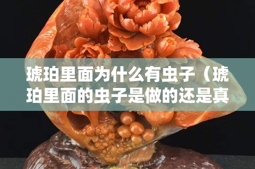 琥珀里面为什么有虫子（琥珀里面的虫子是做的还是真的）