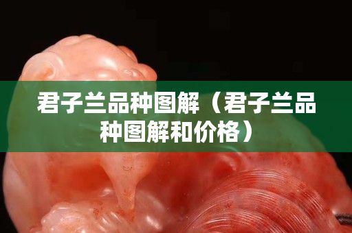 君子兰品种图解（君子兰品种图解和价格）