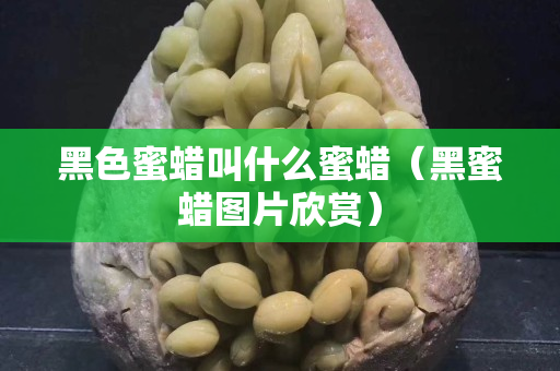 黑色蜜蜡叫什么蜜蜡（黑蜜蜡图片欣赏）