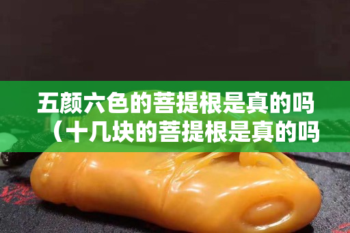五颜六色的菩提根是真的吗（十几块的菩提根是真的吗）